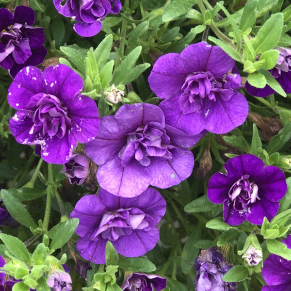 CALIBRACHOA SUPERBELLS DOUBLE BLUE MILLIONBELLS