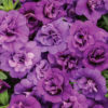 CALIBRACHOA SUPERBELLS DOUBLE BLUE MILLIONBELLS