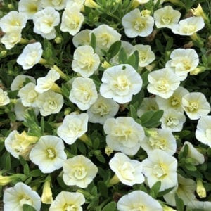 CALIBRACHOA SUPERBELLS DOUBLE CHIFFON MILLIONBELLS