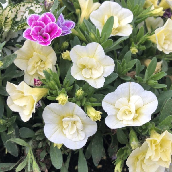 CALIBRACHOA SUPERBELLS DOUBLE CHIFFON MILLIONBELLS