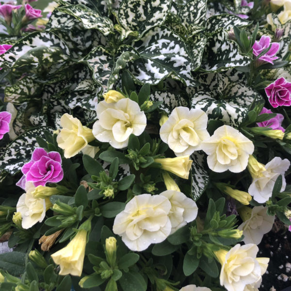 CALIBRACHOA SUPERBELLS DOUBLE CHIFFON MILLIONBELLS