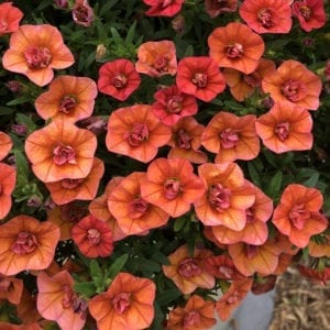 CALIBRACHOA SUPERBELLS DOUBLE ORANGE MILLIONBELLS