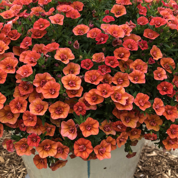 CALIBRACHOA SUPERBELLS DOUBLE ORANGE MILLIONBELLS