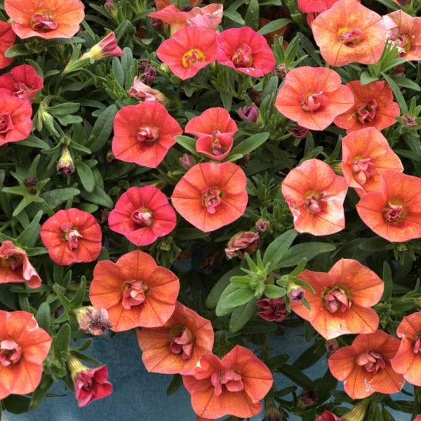 CALIBRACHOA SUPERBELLS DOUBLE ORANGE MILLIONBELLS