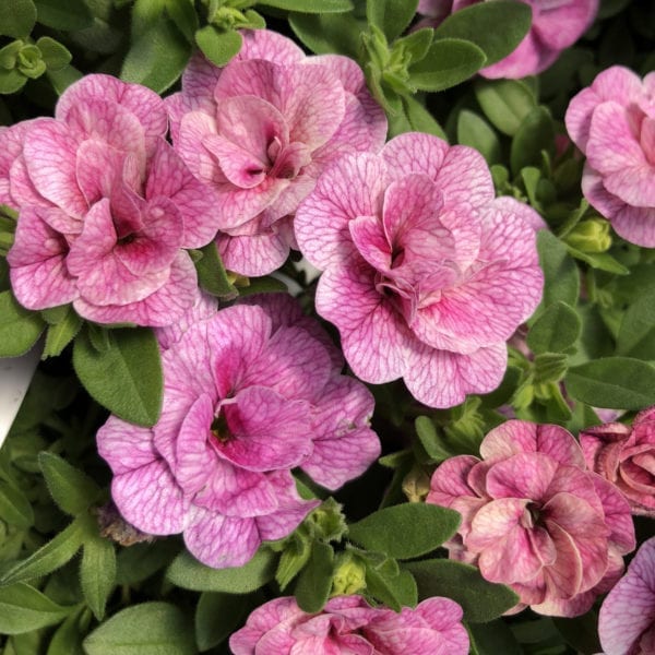 CALIBRACHOA SUPERBELLS DOUBLE ORCHID MILLIONBELLS