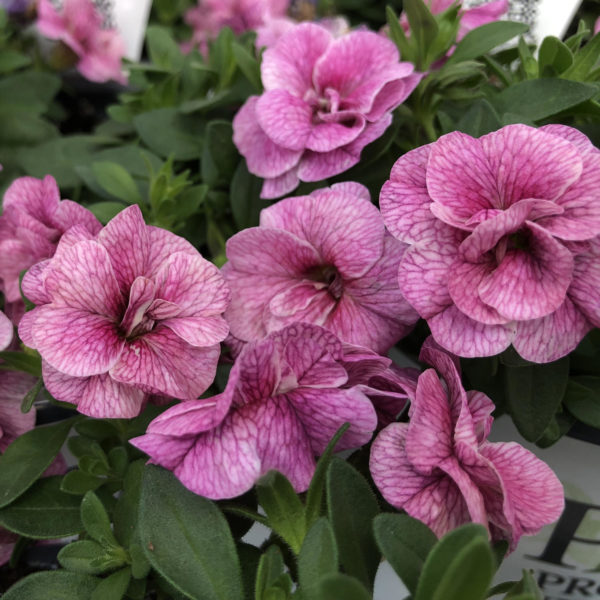 CALIBRACHOA SUPERBELLS DOUBLE ORCHID MILLIONBELLS