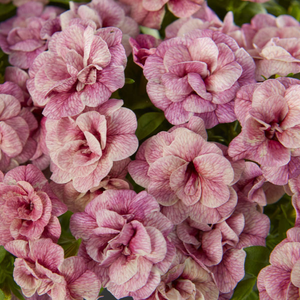 CALIBRACHOA SUPERBELLS DOUBLE ORCHID MILLIONBELLS