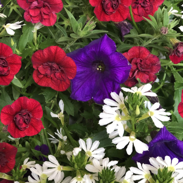 CALIBRACHOA SUPERBELLS DOUBLE RUBY MILLIONBELLS