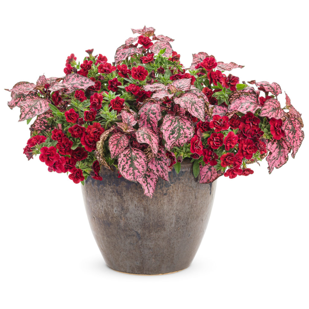 SUPERBELLS® Double Ruby Calibrachoa Garden Crossings