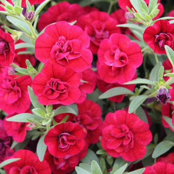 CALIBRACHOA SUPERBELLS DOUBLE RUBY MILLIONBELLS