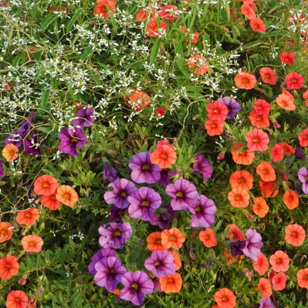 CALIBRACHOA SUPERBELLS DREAMSICLE MILLIONBELLS