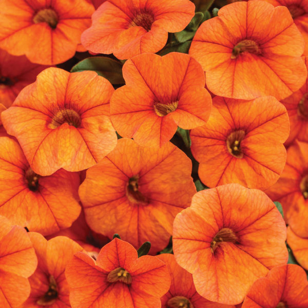 CALIBRACHOA SUPERBELLS DREAMSICLE MILLIONBELLS