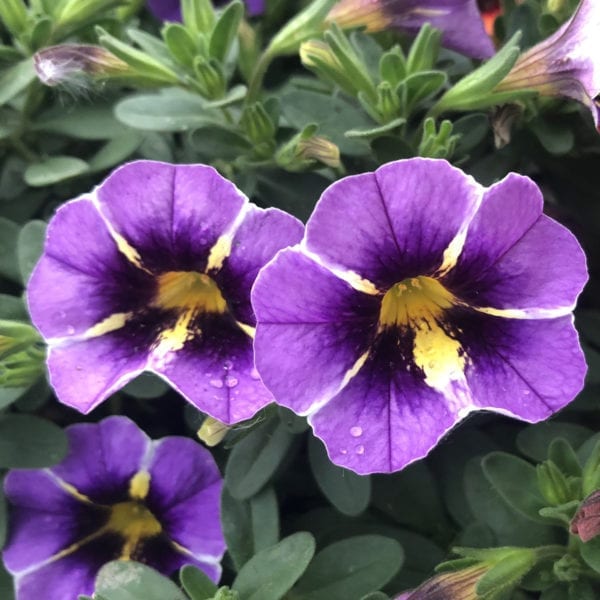 CALIBRACHOA SUPERBELLS EVENING STAR MILLIONBELLS