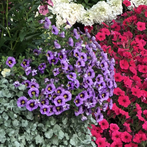 CALIBRACHOA SUPERBELLS EVENING STAR MILLIONBELLS