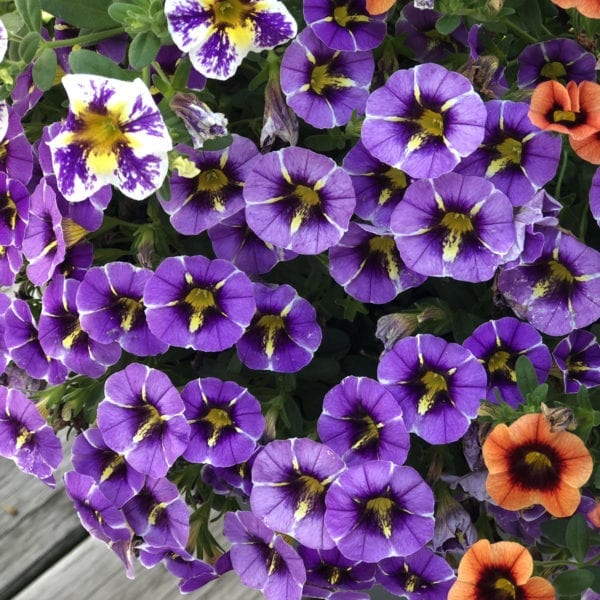 CALIBRACHOA SUPERBELLS EVENING STAR MILLIONBELLS