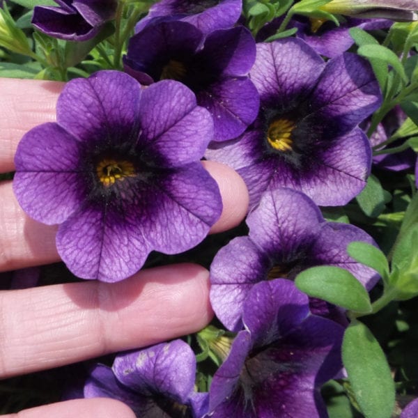 CALIBRACHOA SUPERBELLS GRAPE PUNCH MILLIONBELLS