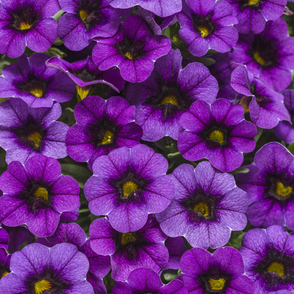 CALIBRACHOA SUPERBELLS GRAPE PUNCH MILLIONBELLS