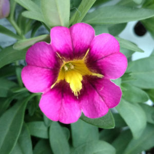 CALIBRACHOA SUPERBELLS HOLLYWOOD STAR MILLIONBELLS