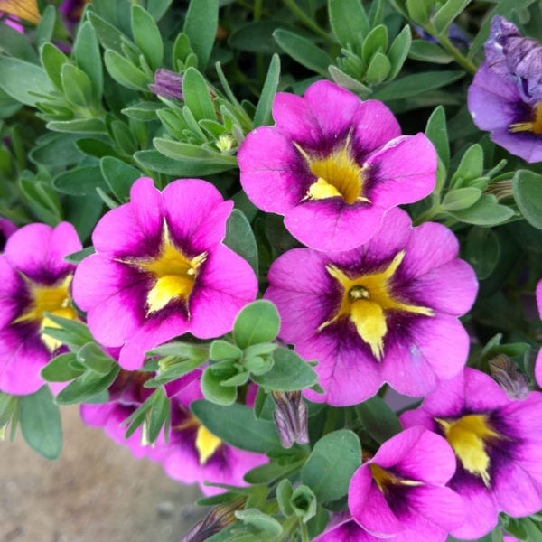 CALIBRACHOA SUPERBELLS HOLLYWOOD STAR MILLIONBELLS