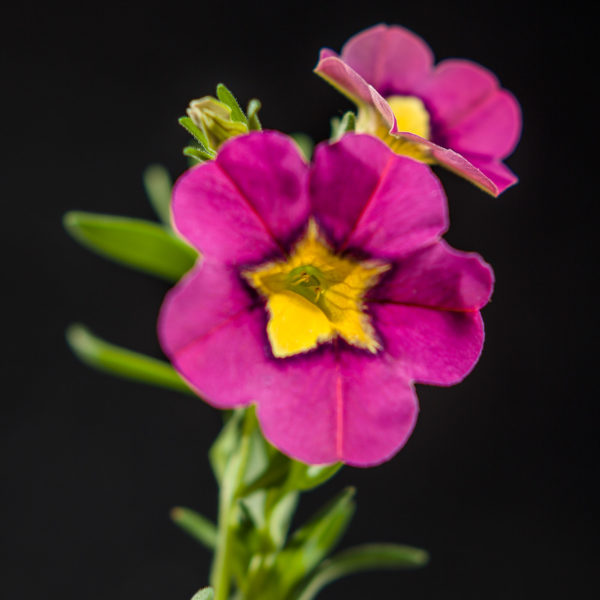 CALIBRACHOA SUPERBELLS HOLLYWOOD STAR MILLIONBELLS