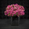 CALIBRACHOA SUPERBELLS HOLLYWOOD STAR MILLIONBELLS