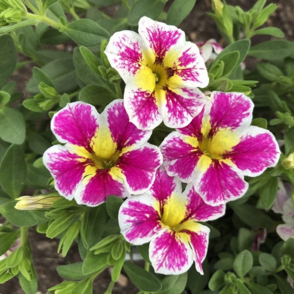 CALIBRACHOA SUPERBELLS HOLY COW MILLIONBELLS