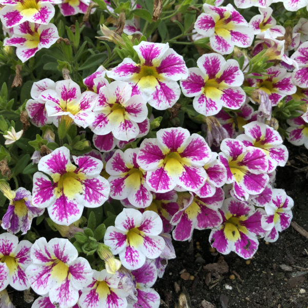 CALIBRACHOA SUPERBELLS HOLY COW MILLIONBELLS