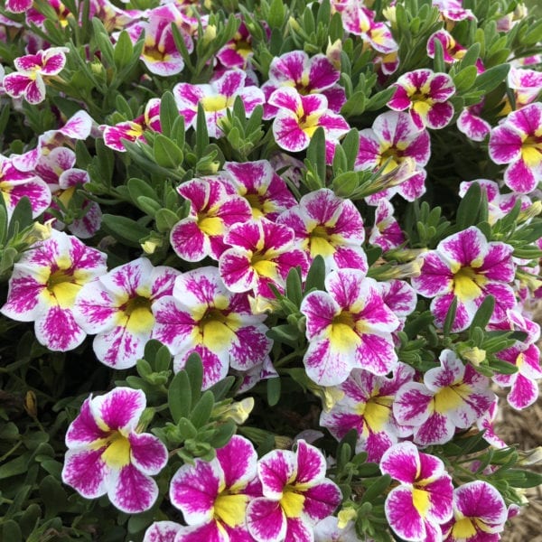 CALIBRACHOA SUPERBELLS HOLY COW MILLIONBELLS