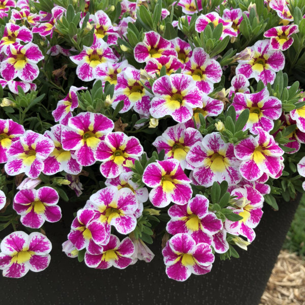 CALIBRACHOA SUPERBELLS HOLY COW MILLIONBELLS