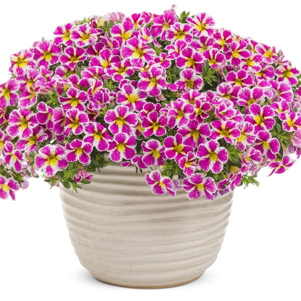 CALIBRACHOA SUPERBELLS HOLY COW MILLIONBELLS