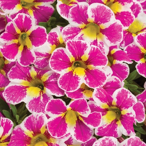 CALIBRACHOA SUPERBELLS HOLY COW MILLIONBELLS