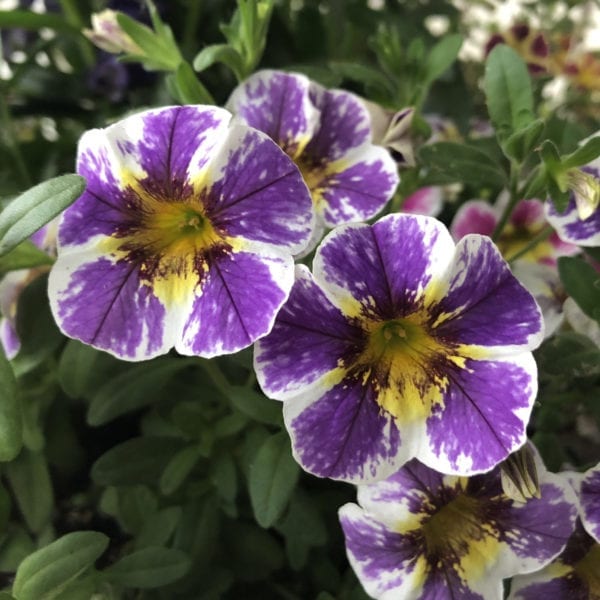 CALIBRACHOA SUPERBELLS HOLY SMOKES MILLIONBELLS