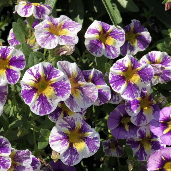 CALIBRACHOA SUPERBELLS HOLY SMOKES MILLIONBELLS