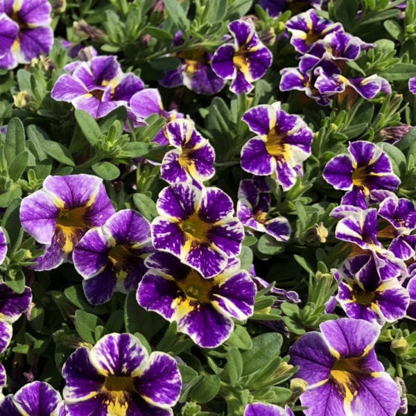 CALIBRACHOA SUPERBELLS HOLY SMOKES MILLIONBELLS