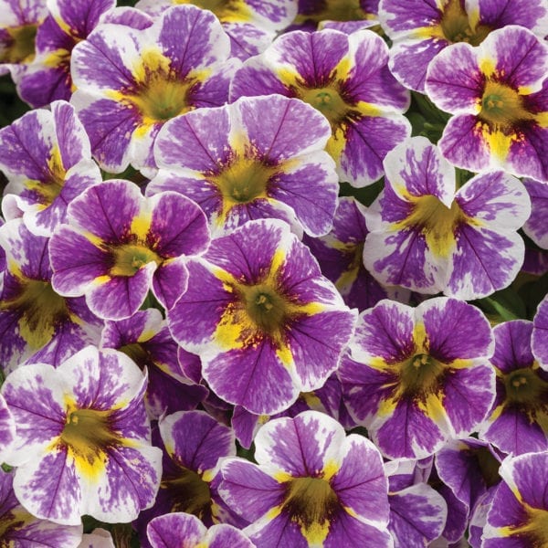 CALIBRACHOA SUPERBELLS HOLY SMOKES MILLIONBELLS