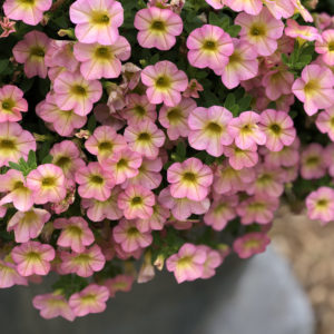 CALIBRACHOA SUPERBELLS HONEYBERRY MILLIONBELLS