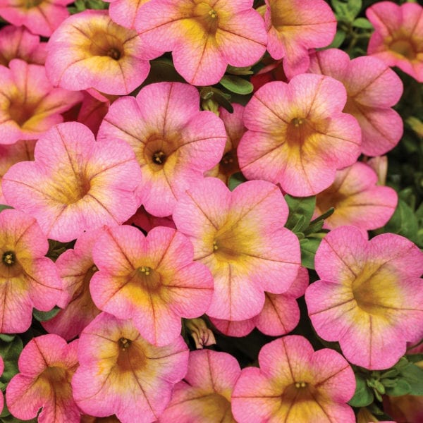 CALIBRACHOA SUPERBELLS HONEYBERRY MILLIONBELLS