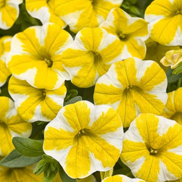 CALIBRACHOA SUPERBELLS LEMON SLICE MILLIONBELLS