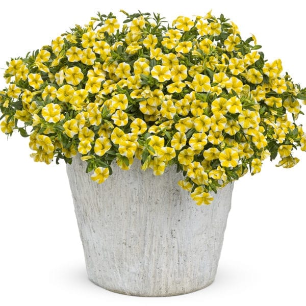 CALIBRACHOA SUPERBELLS LEMON SLICE MILLIONBELLS