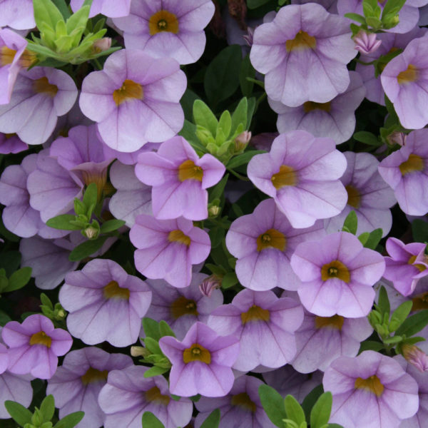 CALIBRACHOA SUPERBELLS MISS LILAC MILLIONBELLS