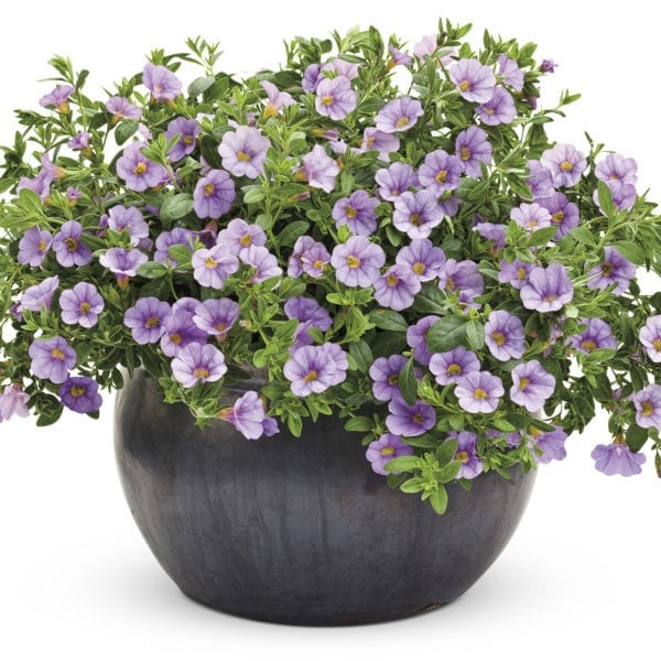 CALIBRACHOA SUPERBELLS MISS LILAC MILLIONBELLS