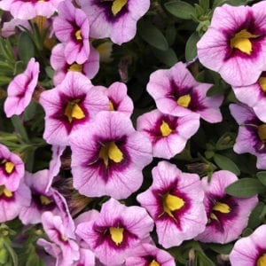 CALIBRACHOA SUPERBELLS MORNING STAR MILLIONBELLS