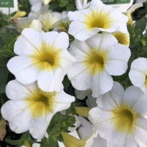 CALIBRACHOA SUPERBELLS OVER EASY MILLIONBELLS