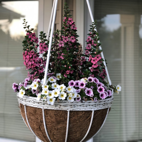 CALIBRACHOA SUPERBELLS OVER EASY MILLIONBELLS