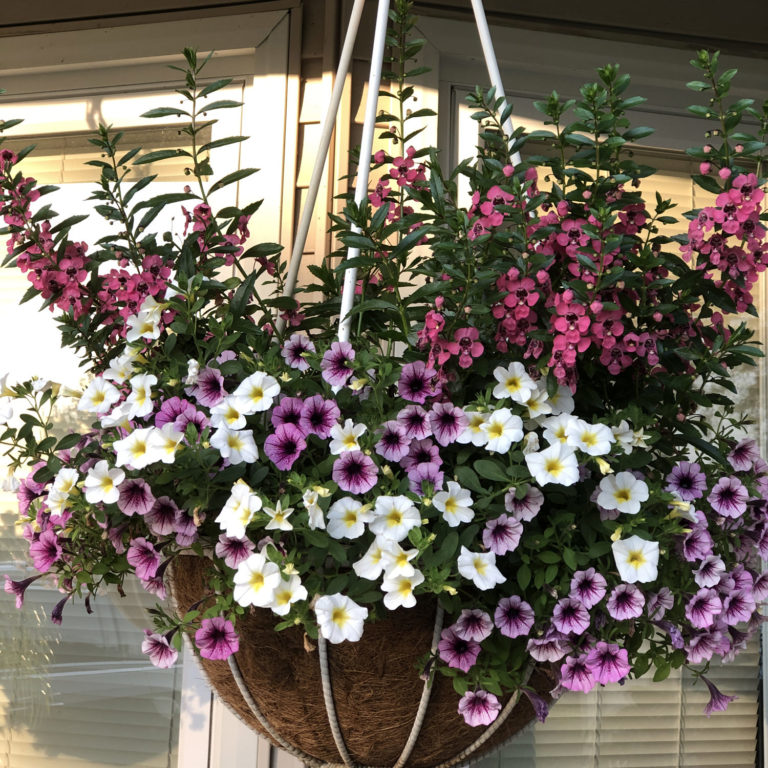 SUPERBELLS® OVER EASY™ Calibrachoa Garden Crossings