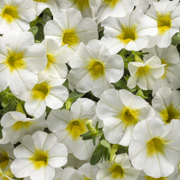 CALIBRACHOA SUPERBELLS OVER EASY MILLIONBELLS