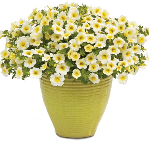 CALIBRACHOA SUPERBELLS OVER EASY MILLIONBELLS