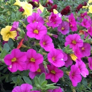 CALIBRACHOA SUPERBELLS PINK MILLIONBELLS