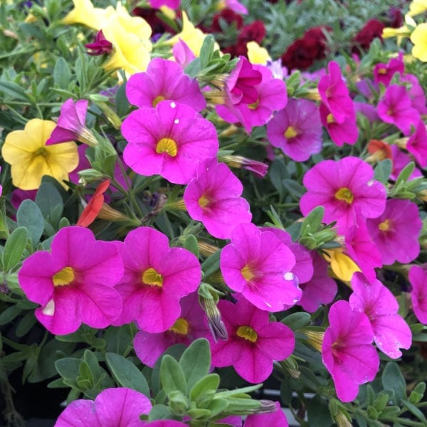 CALIBRACHOA SUPERBELLS PINK MILLIONBELLS