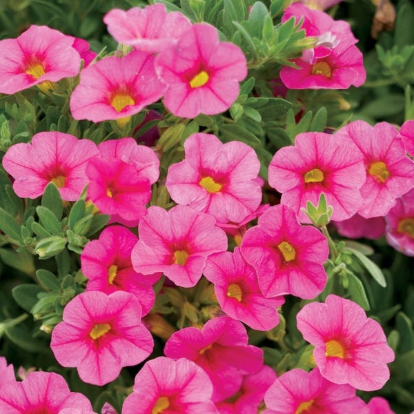 CALIBRACHOA SUPERBELLS PINK MILLIONBELLS